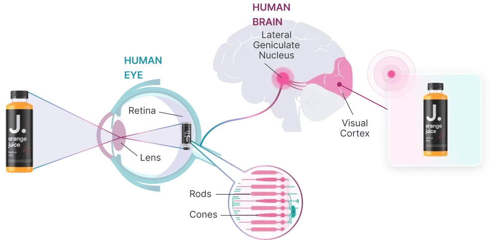 Diagram illustrating the visual perception process of a 'J. Orange Juice' bottle. The human eye is shown focusing light onto the retina through the lens, with labeled structures including rods and cones. The visual signal is transmitted to the brain's lateral geniculate nucleus and visual cortex, leading to the final processed image of the orange juice bottle.