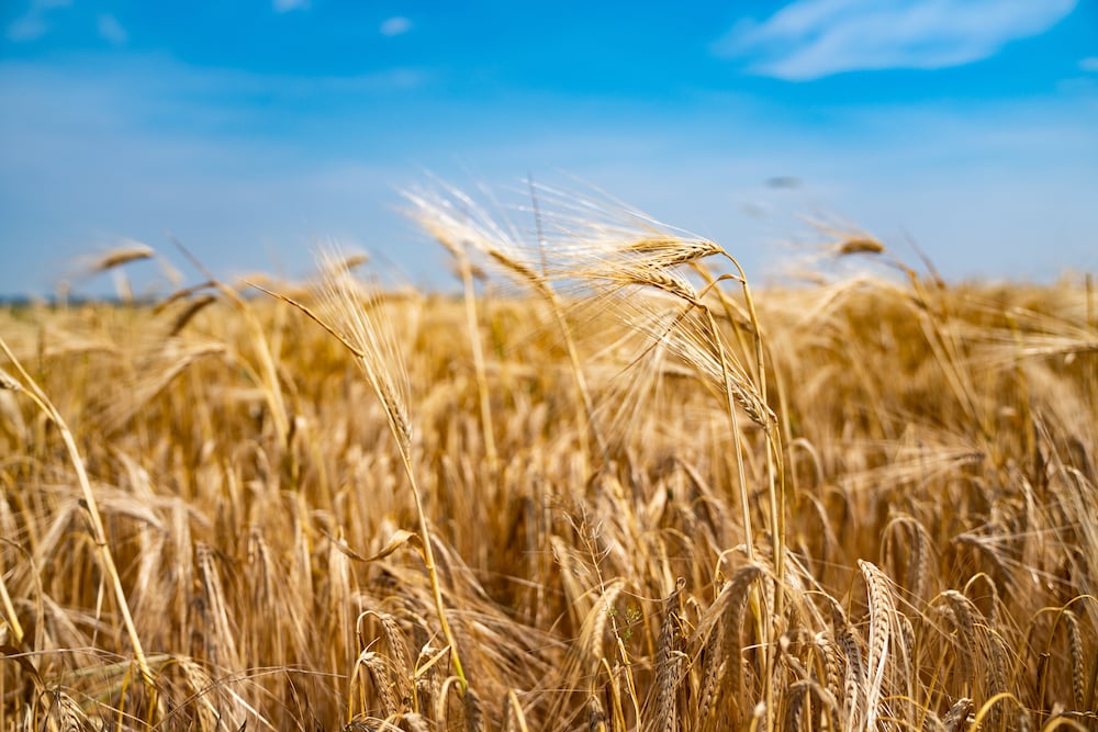 yellow-grain-ready-for-harvest-growing-in-a-farm-f-2021-08-28-13-28-46-utc